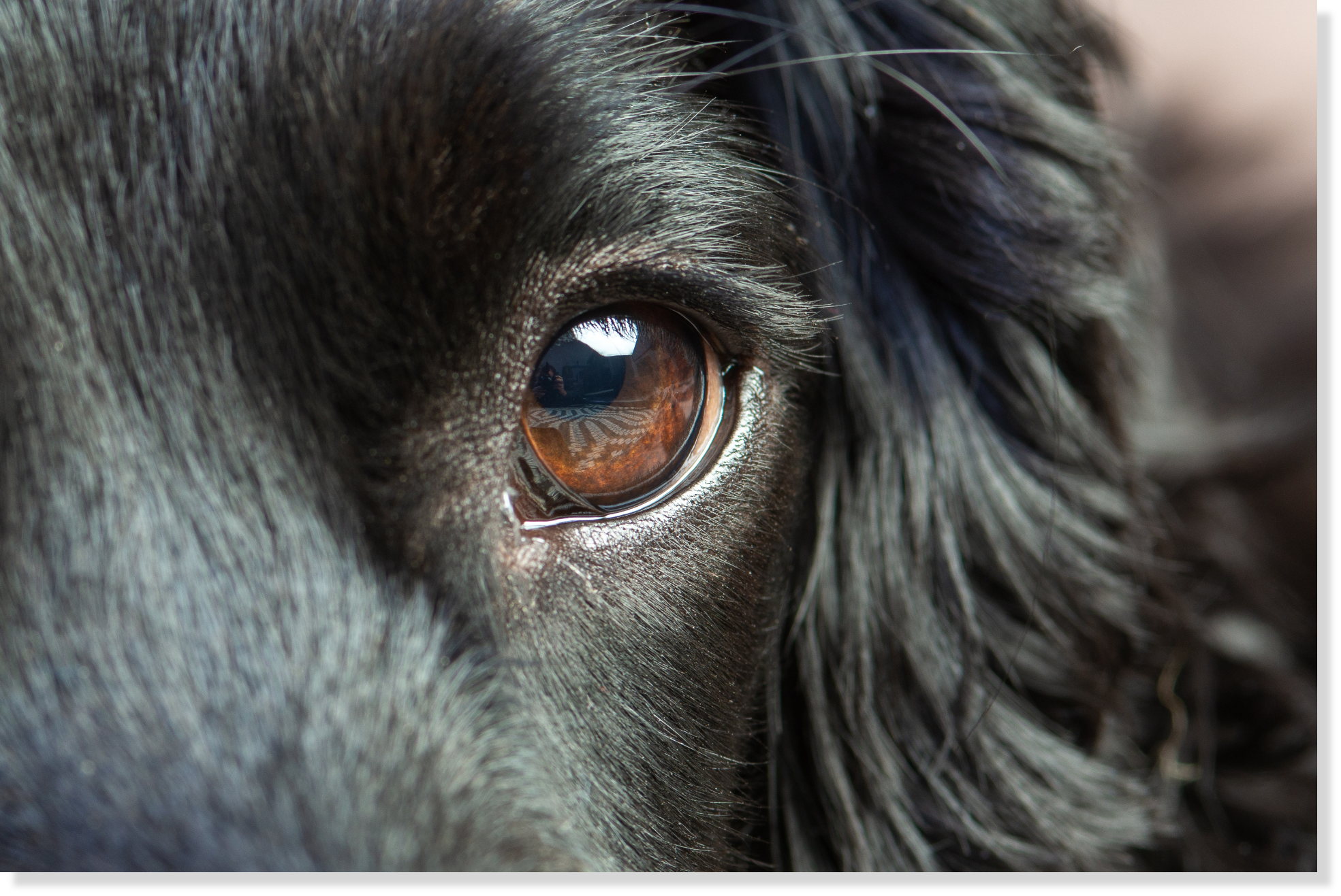 わんぺろのアメージングジャーキー　犬の写真2