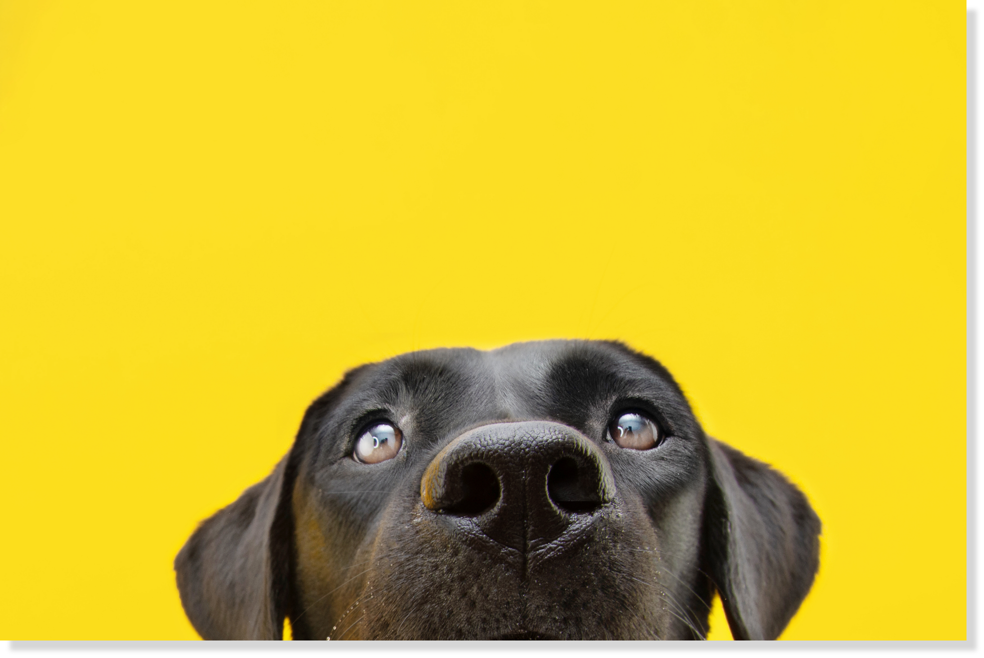 わんぺろのアメージングジャーキー　犬の写真3